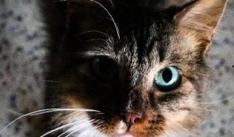 吃瓜娱乐酱社恐猫,揭秘社交恐惧的萌宠——社恐猫的日常生活